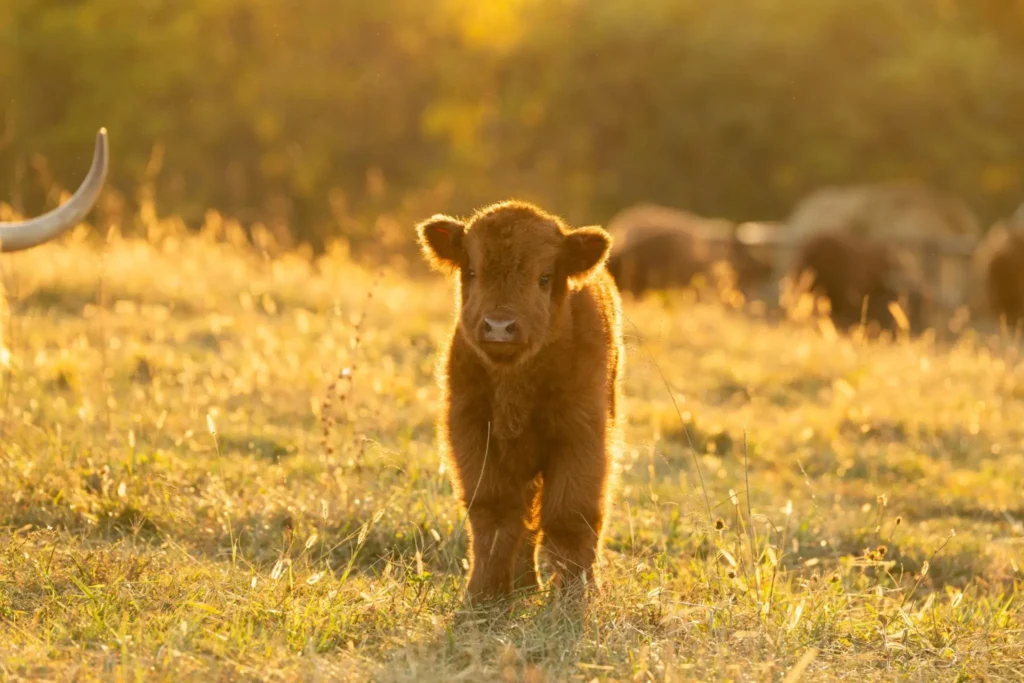 Baby Highland Cow stand in farm