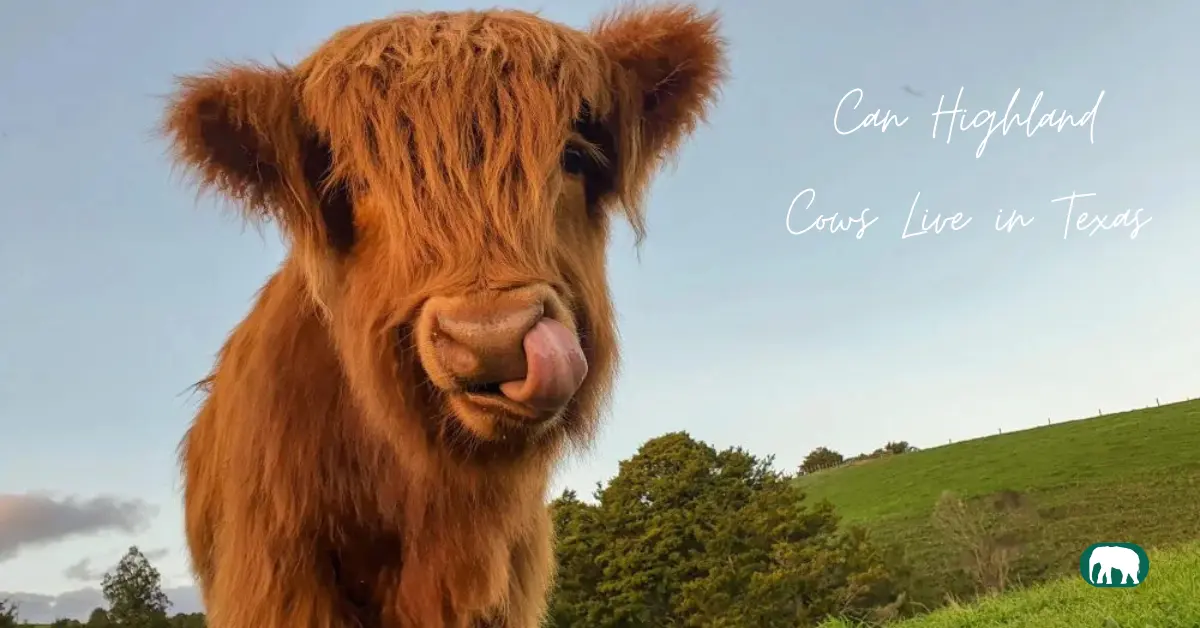 Can Highland Cows Live in Texas