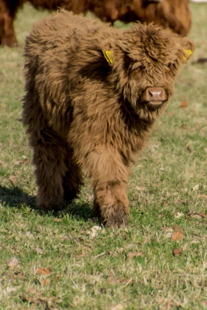 Cute Baby Highland Cow image