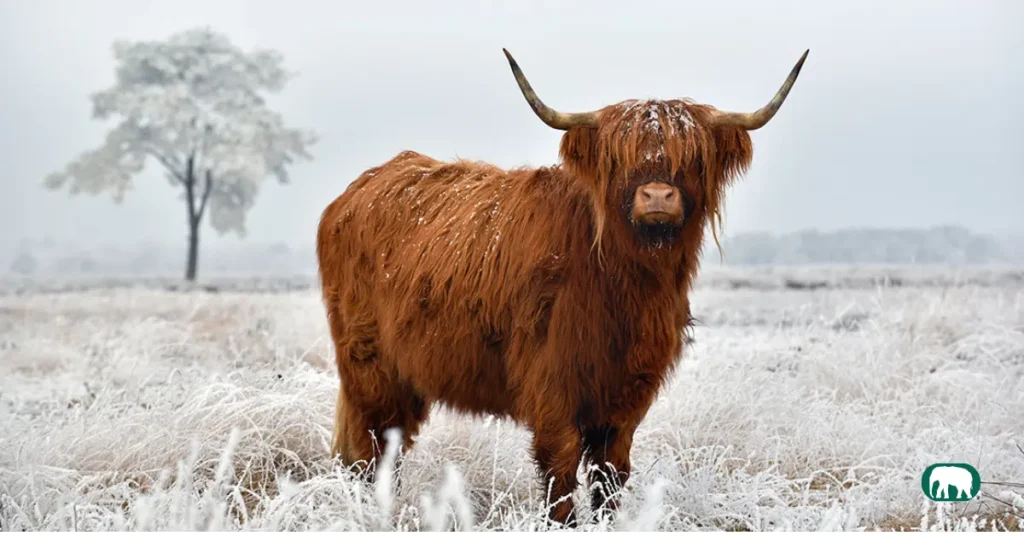 Do Highland Cows Produce Milks daily