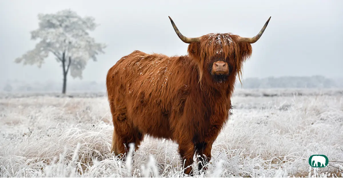 Do Highland Cows Produce Milks daily