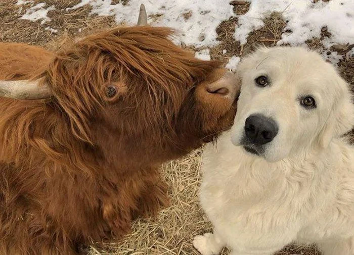 Golden Retriever and Highland Cow Friendship Cute Animal Bond