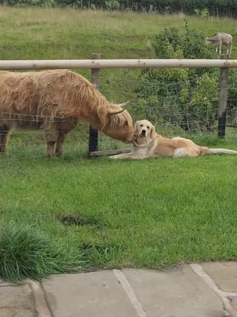Golden Retriever and Highland Cow Friendship Cute Animal Bond