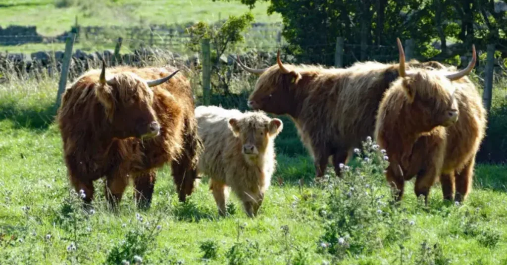 Highland Cow Size Height Weight and Growth Guide 