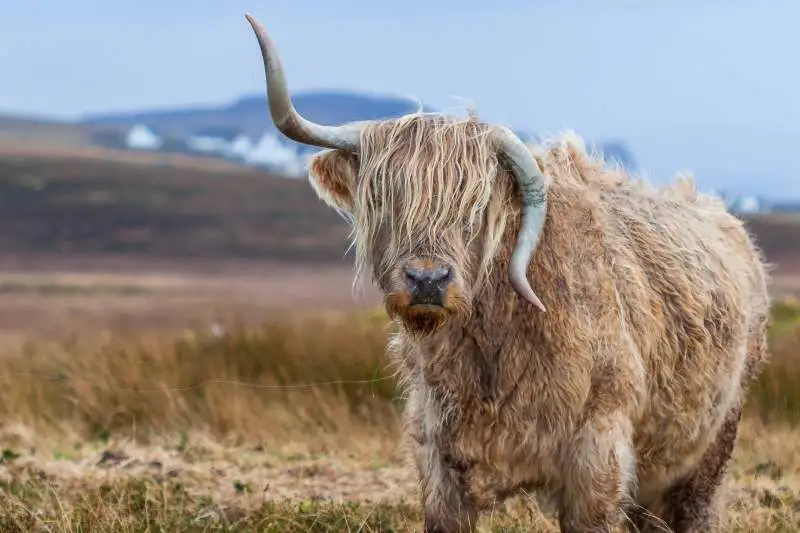 Highland Cow Temperament: Are Highland Cows Friendly and Calm?