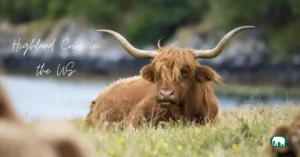 Highland Cows in the US