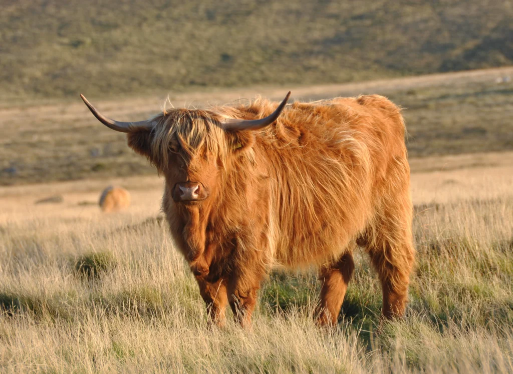 How Much Is a Highland Cow Calf? Price and Buying Guide