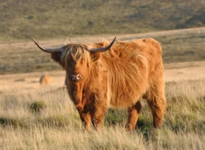 How Much Is a Highland Cow Calf