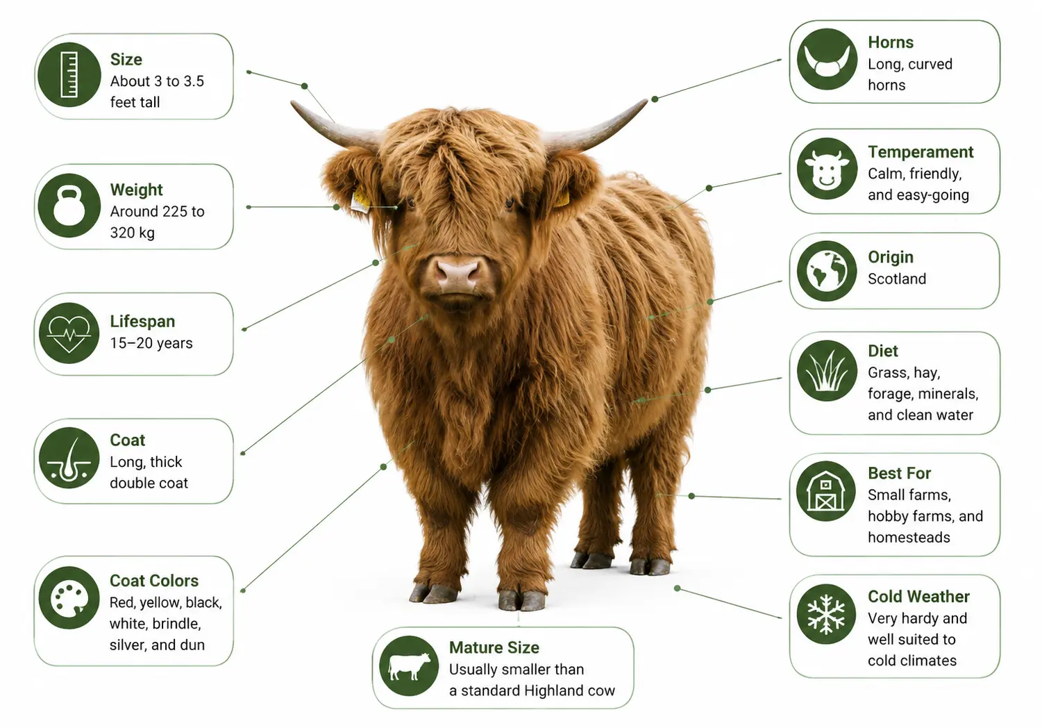 Quick Overview Mini Highland Cow