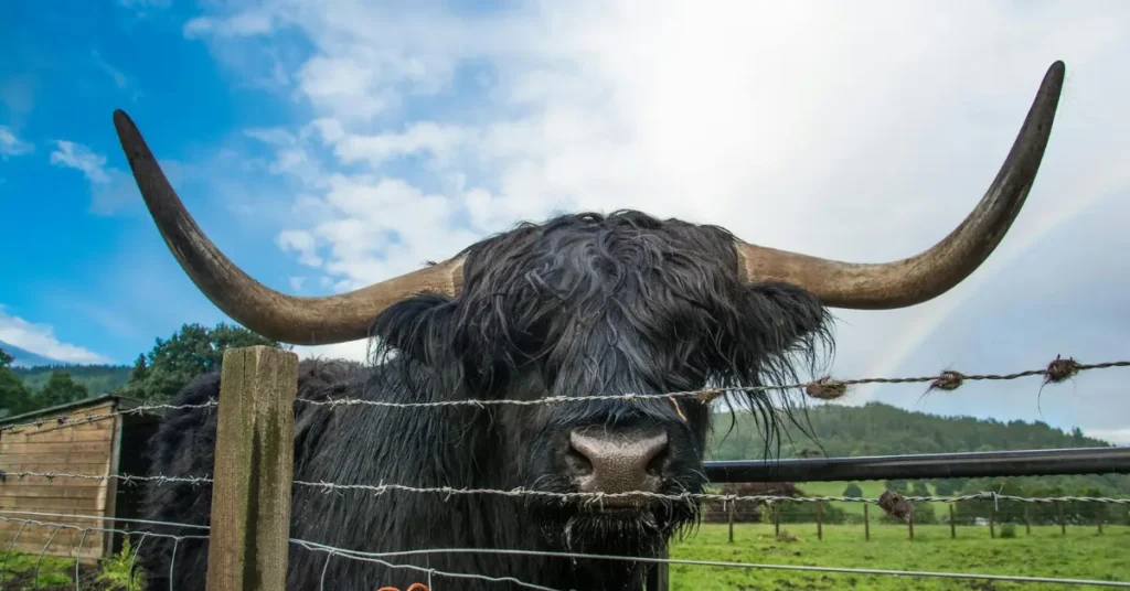 Scottish Highland Bull Guide Size Horns Care Price and Facts