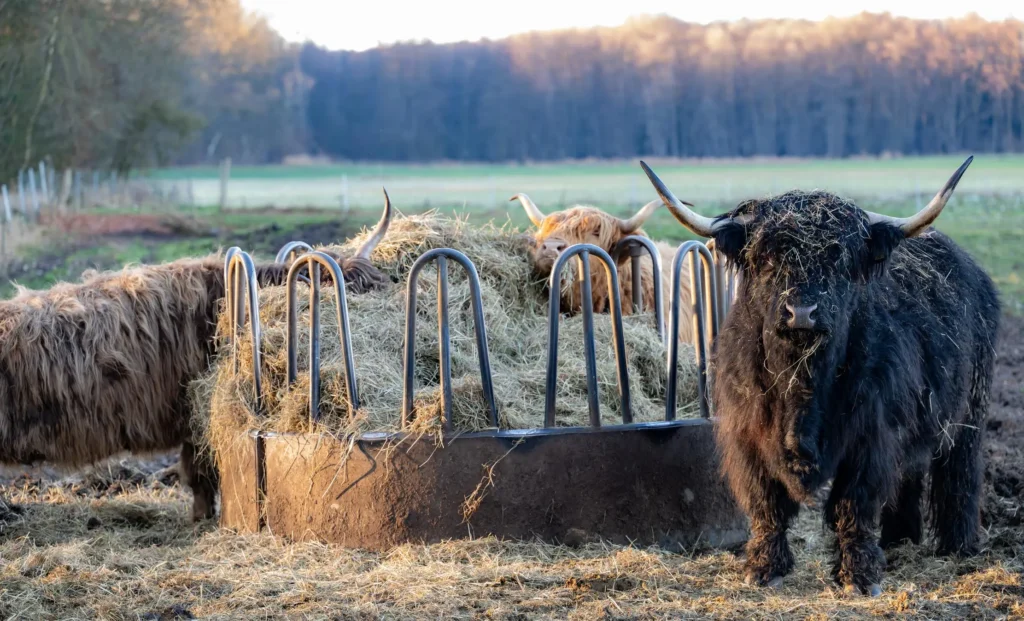 What Do Highland Cows Eat