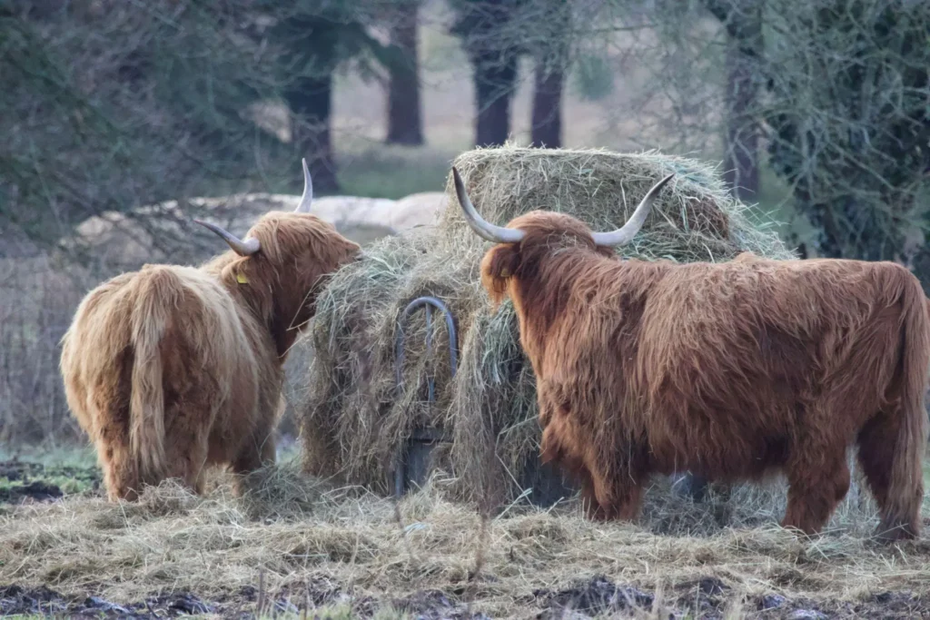 What Do Highland Cows Eat Daily Diet Food and Feeding Guide