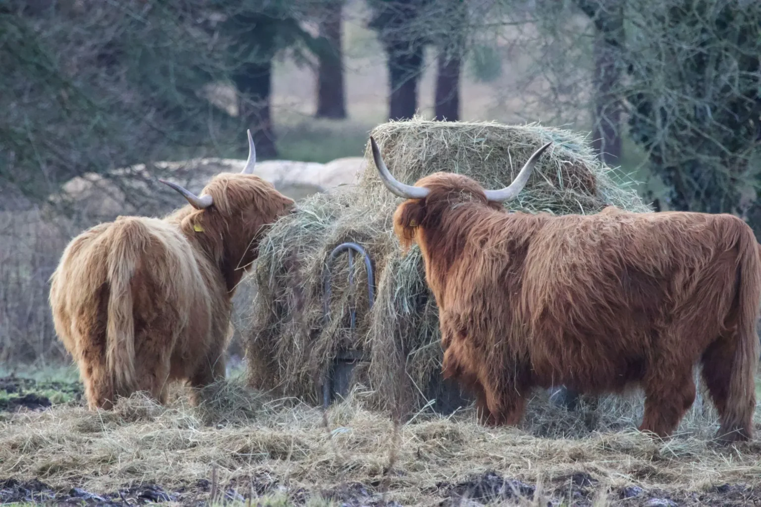 What Do Highland Cows Eat