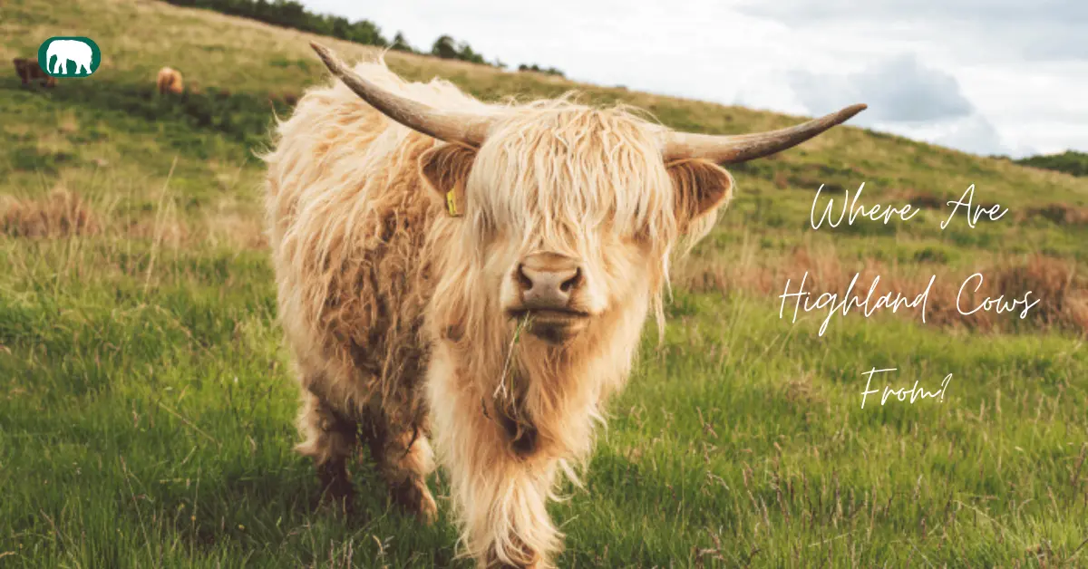 Where Are Highland Cows From
