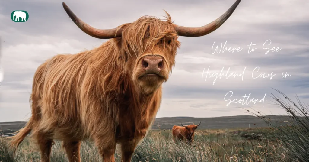 Where to See Highland Cows in Scotland Best Places Guide