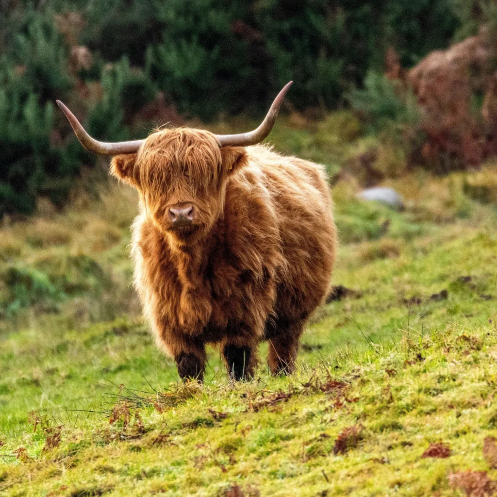 highland Cattle Bull Guide