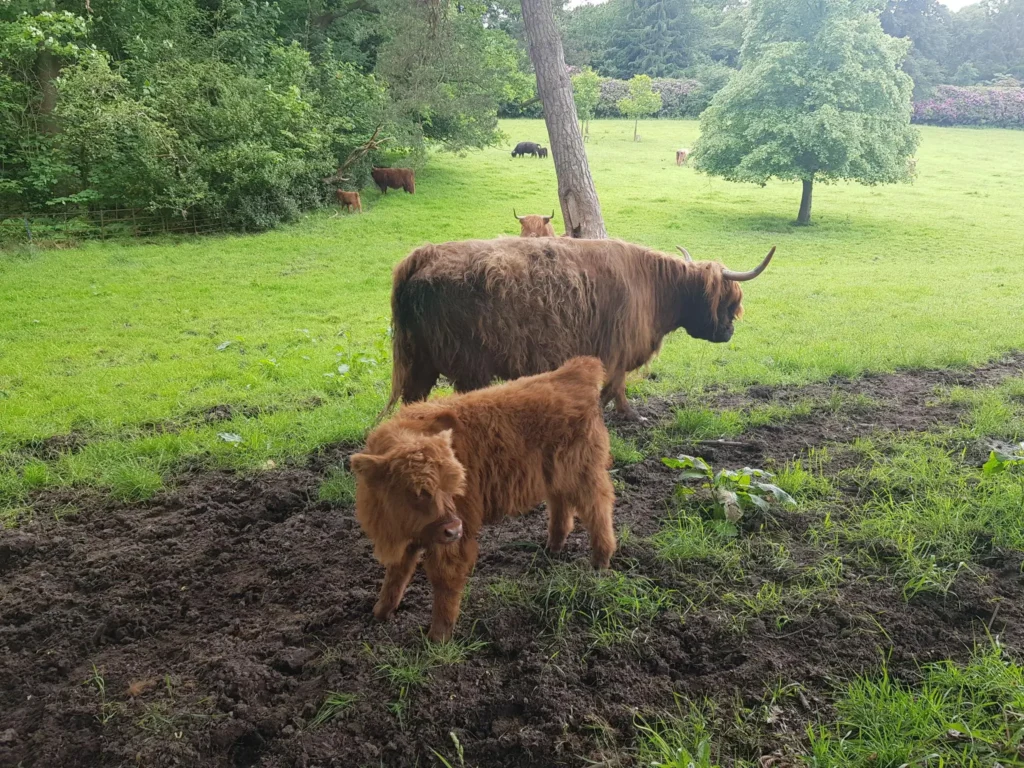 how much a Highland Cow Fully guide