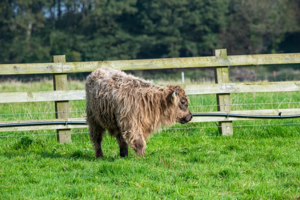 how much a Highland cow