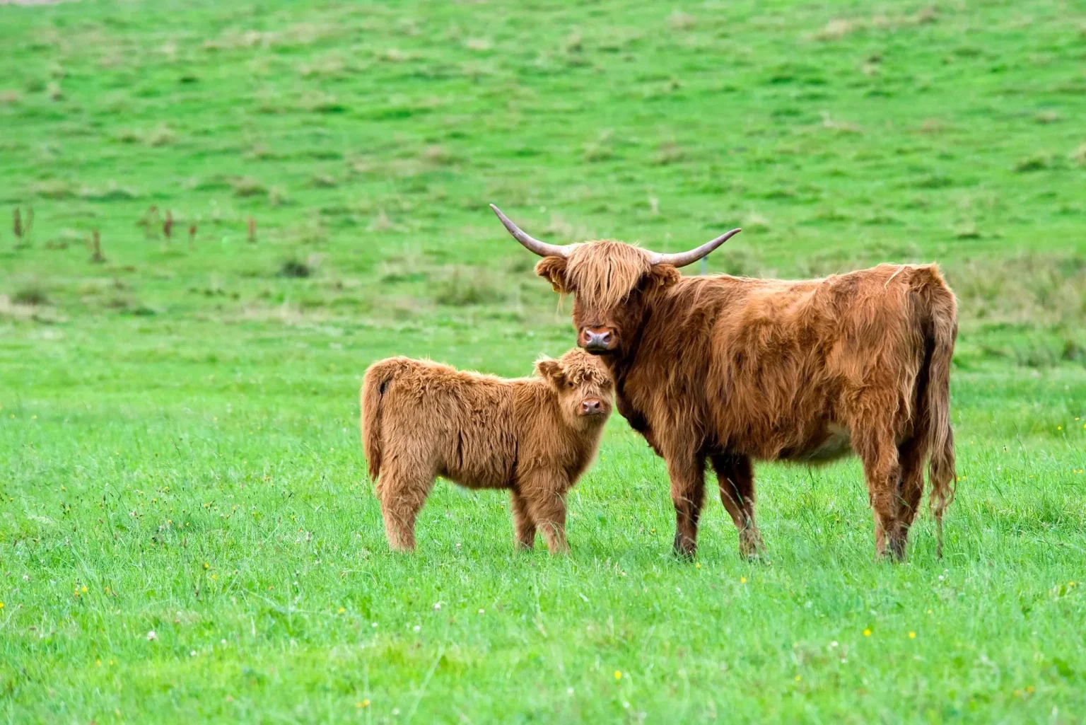 how much a Highland cow Guide