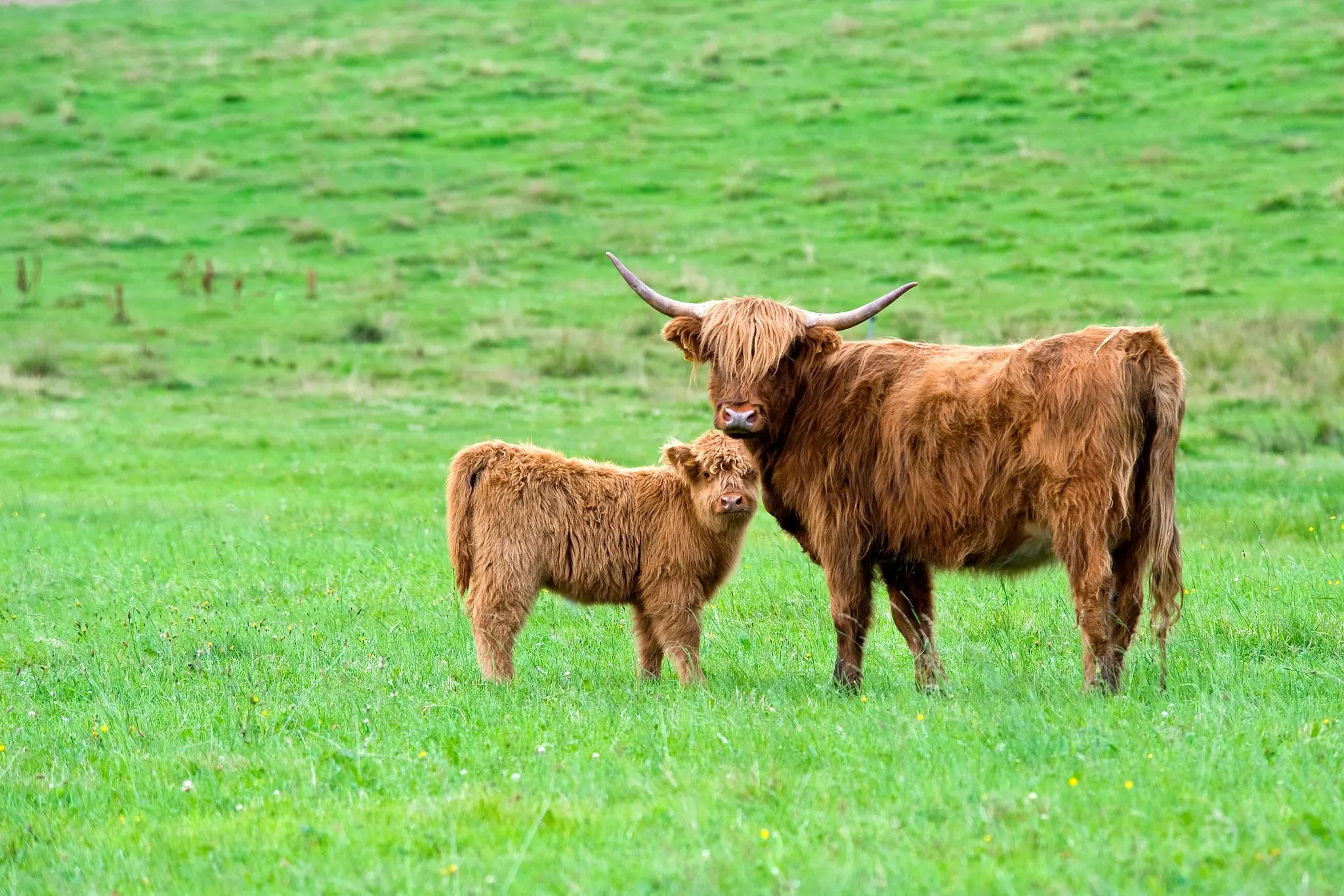 how much a Highland cow Guide