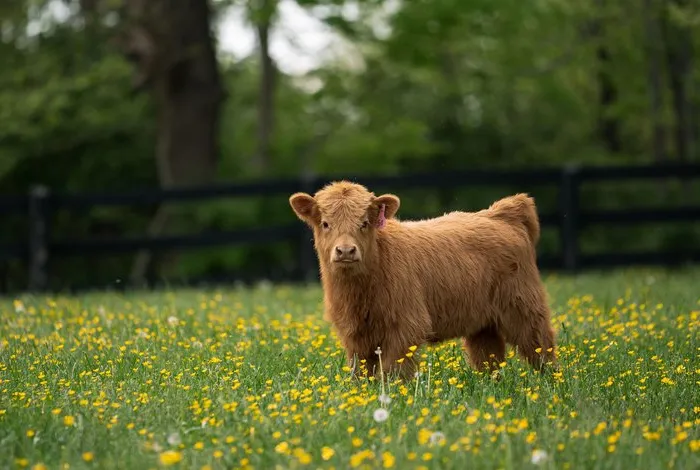 All About Mini Highland Cow