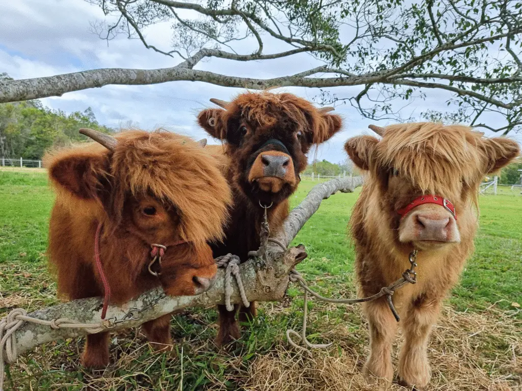 mini highland cows img