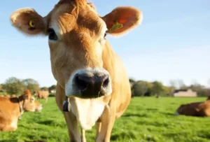 A2 Milk From Jersey Cows: 7 Amazing Health Benefits