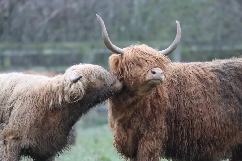 Can Highland Cows Live Alone 7 shocking reasons
