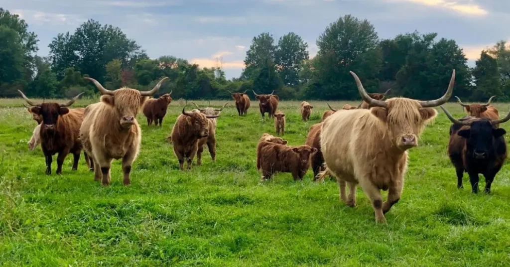 Can Highland Cows Live Alone 7 shocking reasons