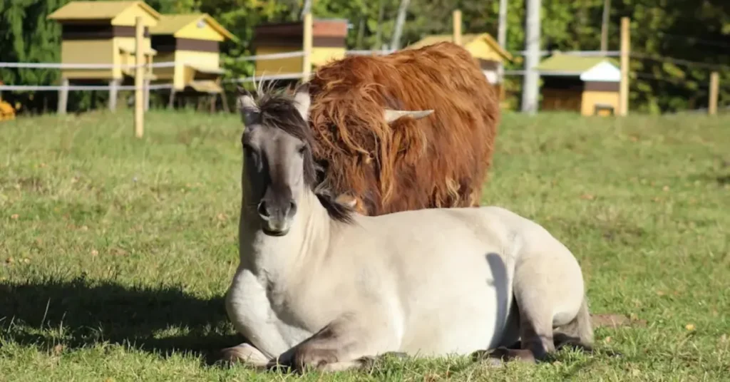 Can Highland Cows Live With Horses?