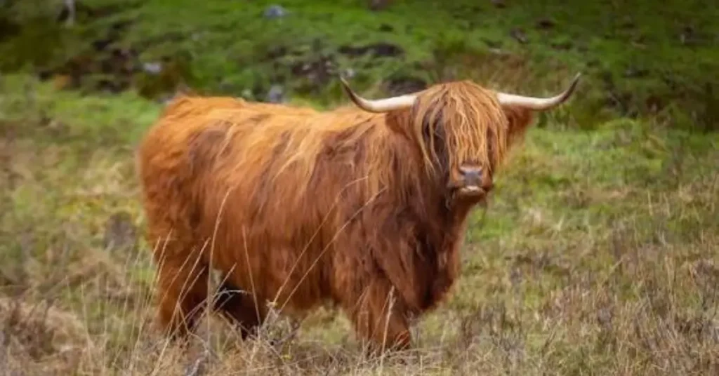 Can Highland Cows Live in Hot Climates? 7 Vital Facts