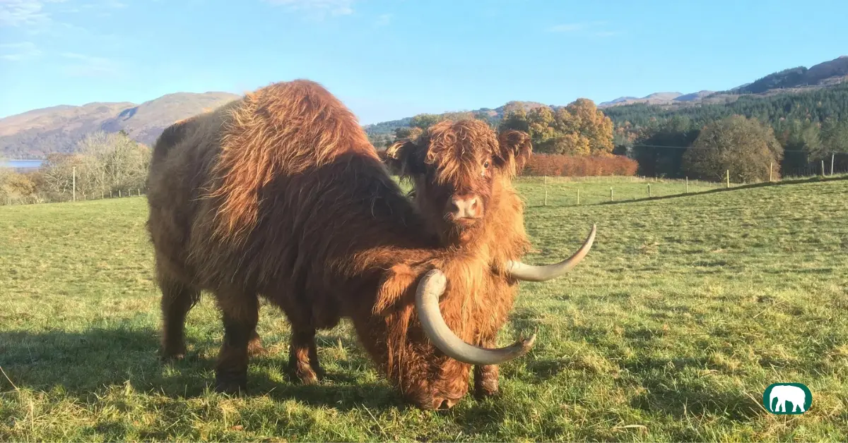 Can You Milk a Highland Cow? Milk Taste, Amount, and Farming Facts