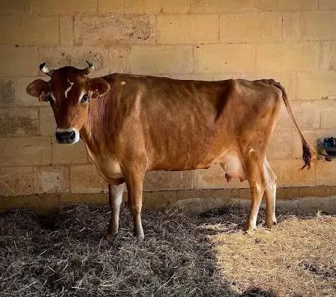 Characteristics of a Jersey Cow: 9 Amazing Hidden Traits