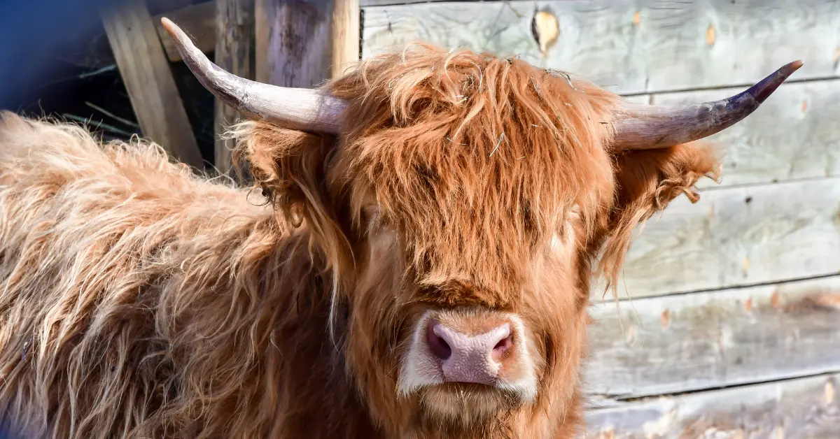 Highland Cows Need Their Horns Trimmed