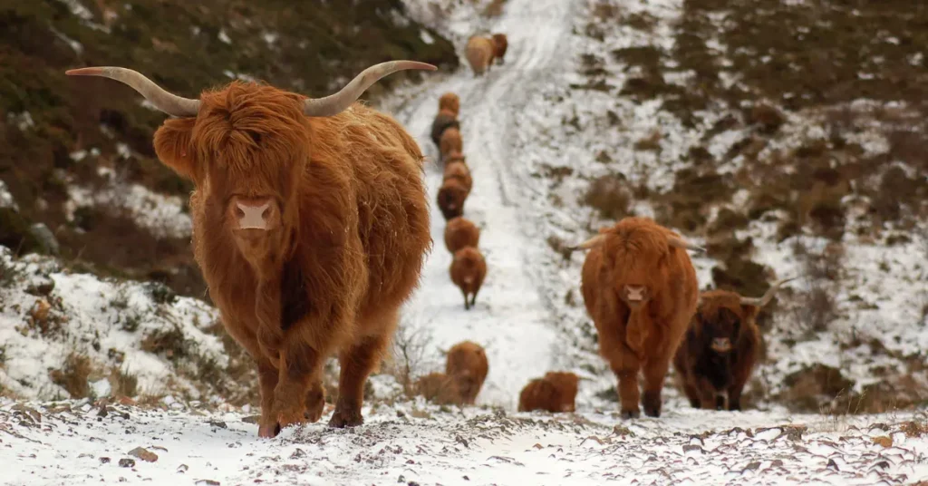 Do Highland Cows Need a Barn in Winter? 7 Shocking Truths