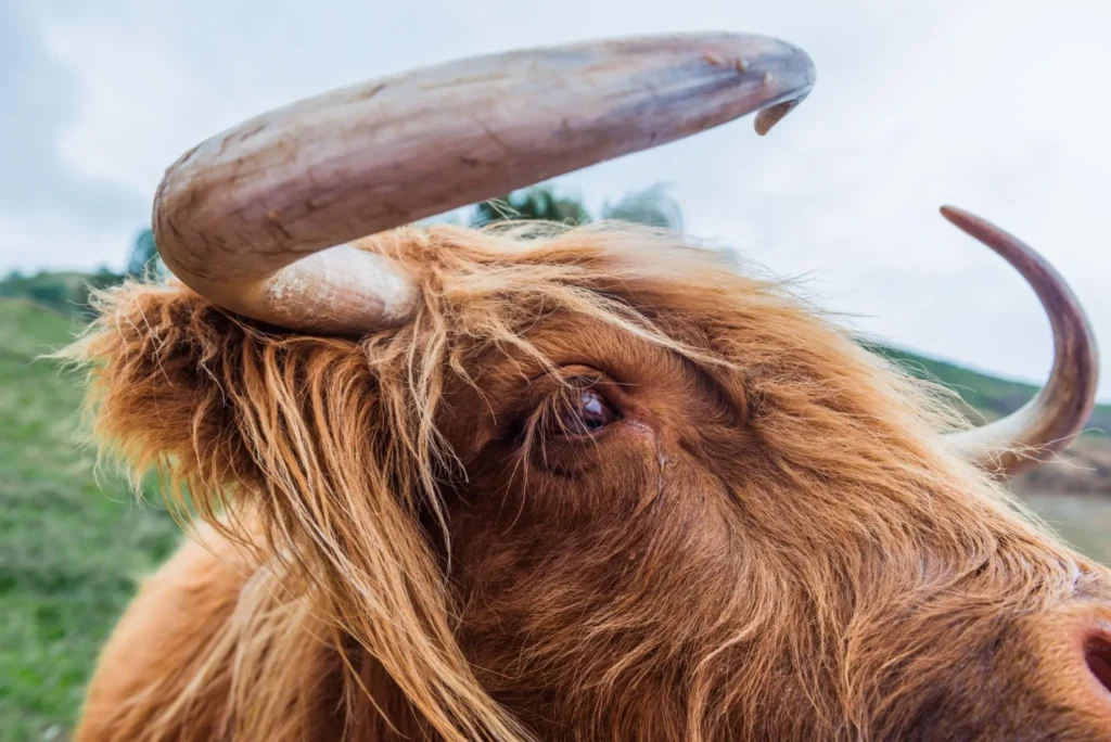 Highland Cows Need Their Horns Trimmed