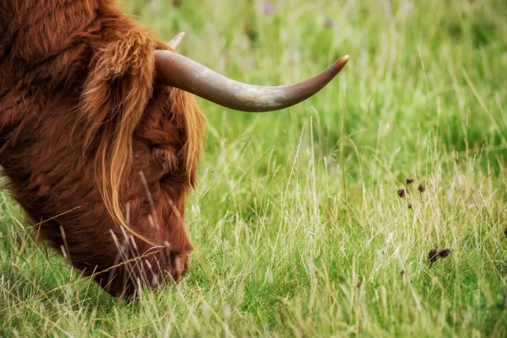 Highland Cows Need Their Horns Trimmed