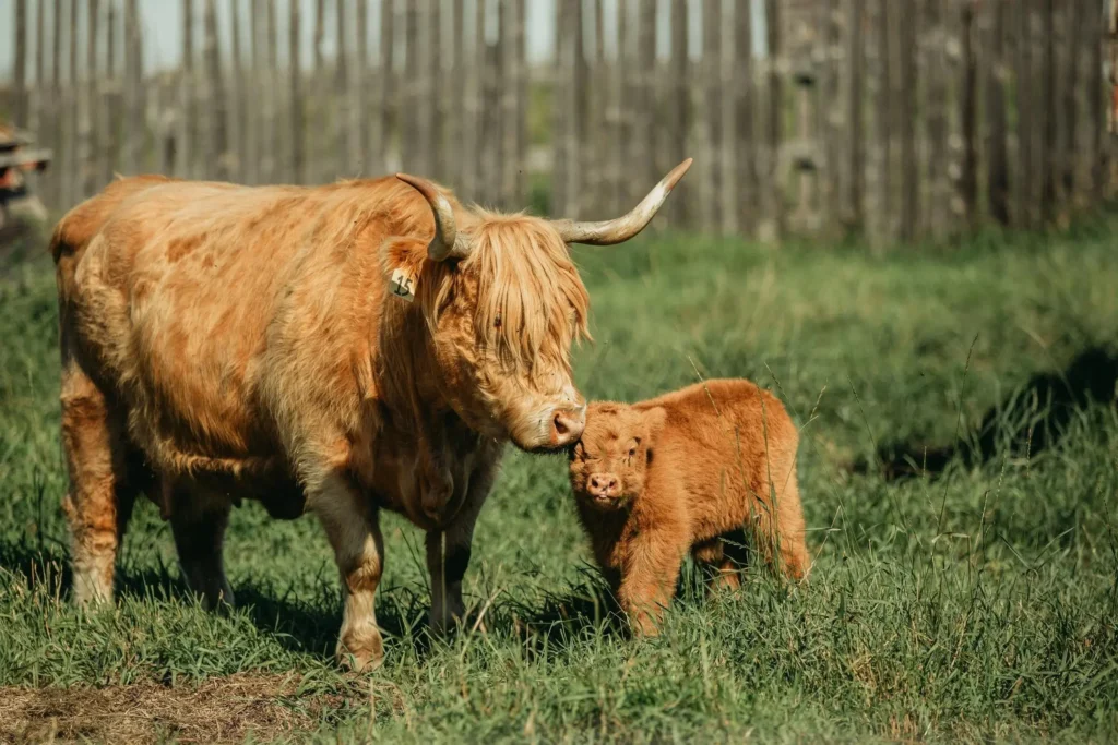 How Big Do Mini Highland Cows Get? 7 Amazing Facts
