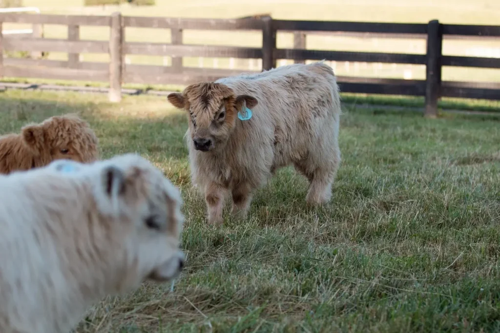 How Big Do Mini Highland Cows Get? 7 Amazing Facts