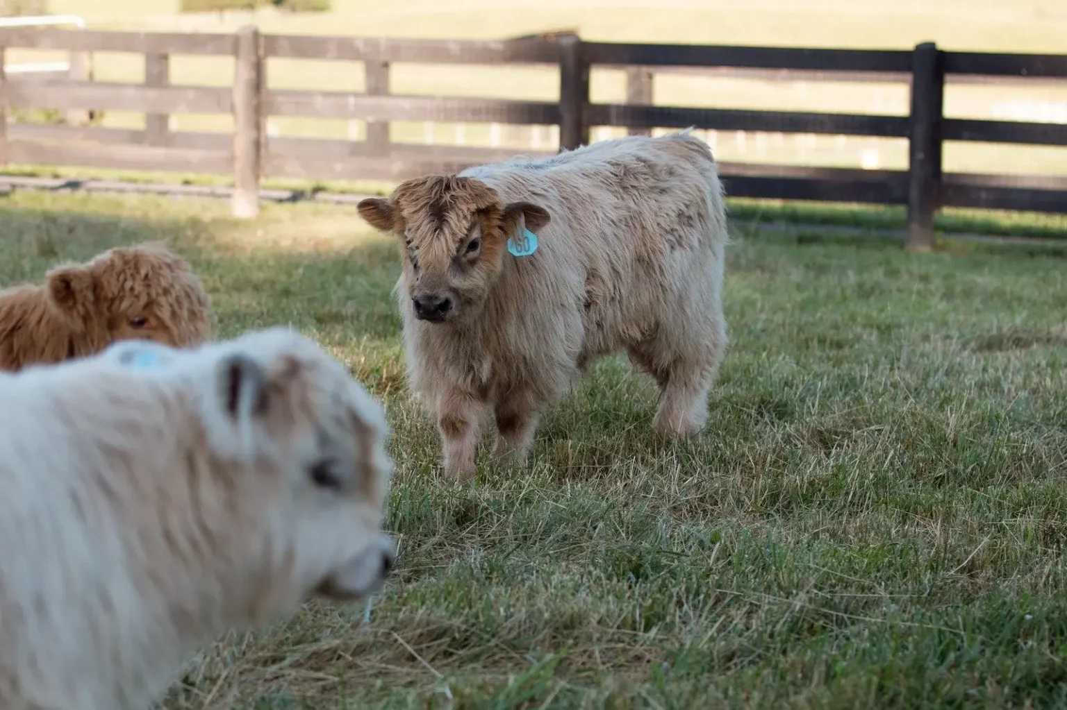 How Big Do Mini Highland Cows Get? 7 Amazing Facts