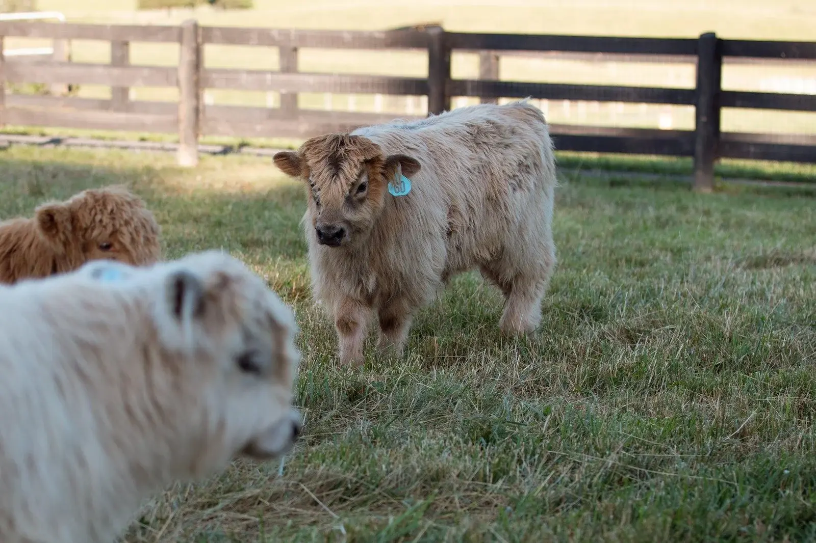 How Big Do Mini Highland Cows Get? 7 Amazing Facts
