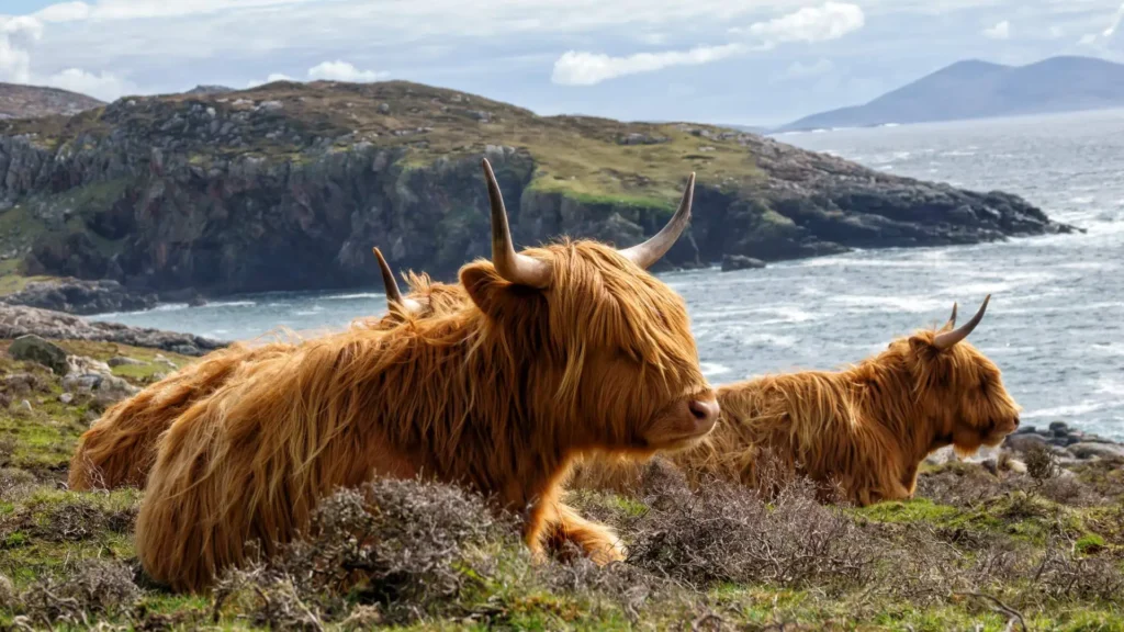 How Long Is a Highland Cow Pregnant? 7 Amazing Secrets