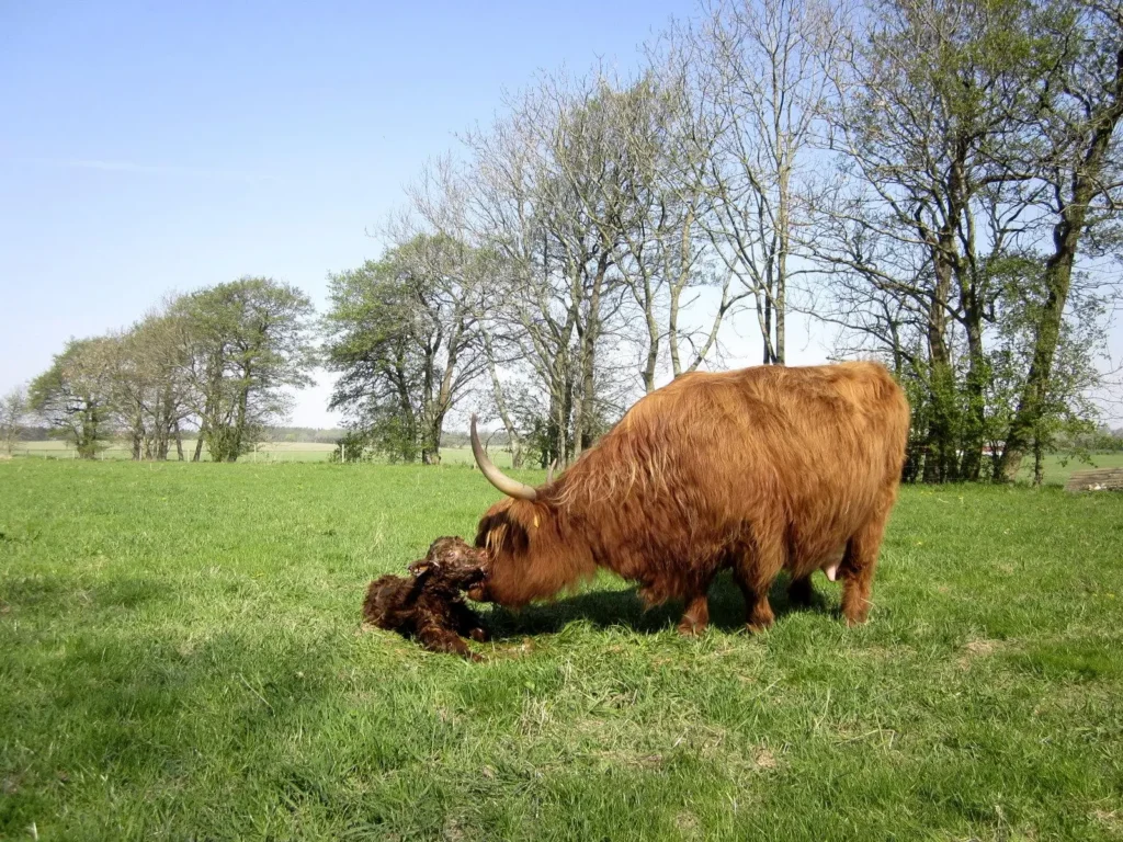 How Long Is a Highland Cow Pregnant? 7 Amazing Secrets