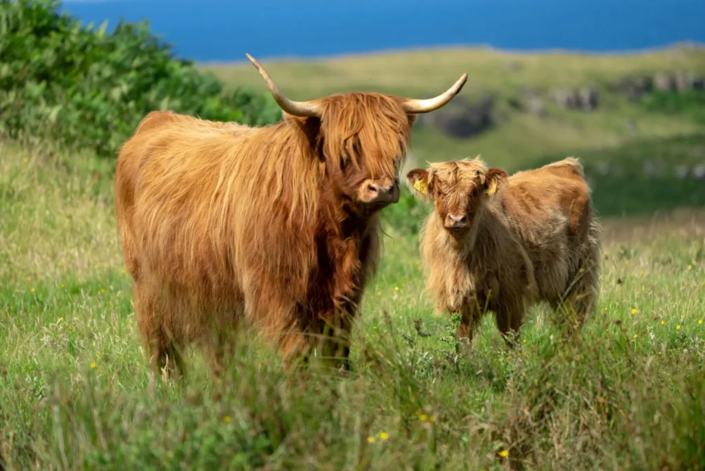 How Much Does a Highland Cow Weight 7 Surprising Facts