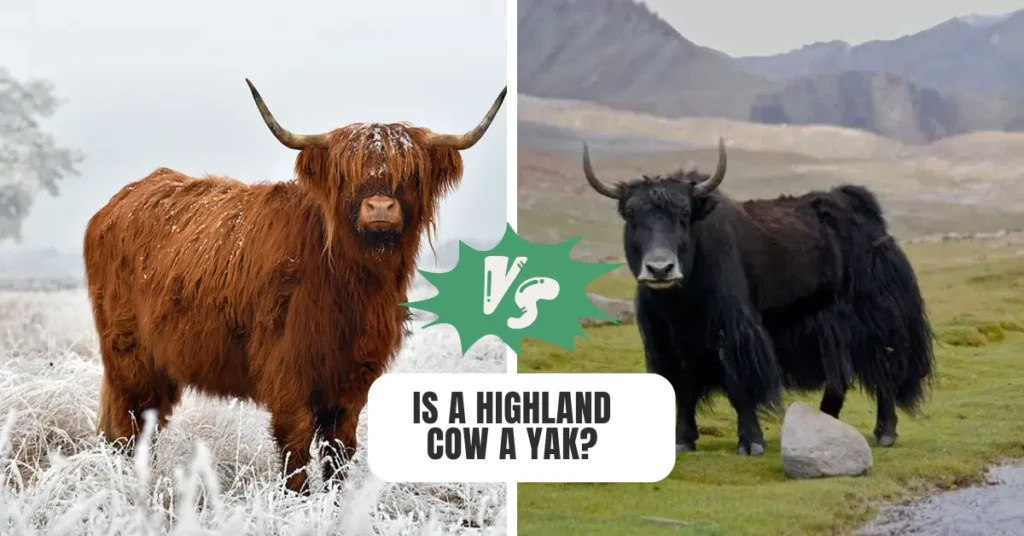 Is a Highland Cow a Yak? Key Differences Between Highland Cattle and Yaks