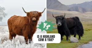 Is a Highland Cow a Yak? Key Differences Between Highland Cattle and Yaks