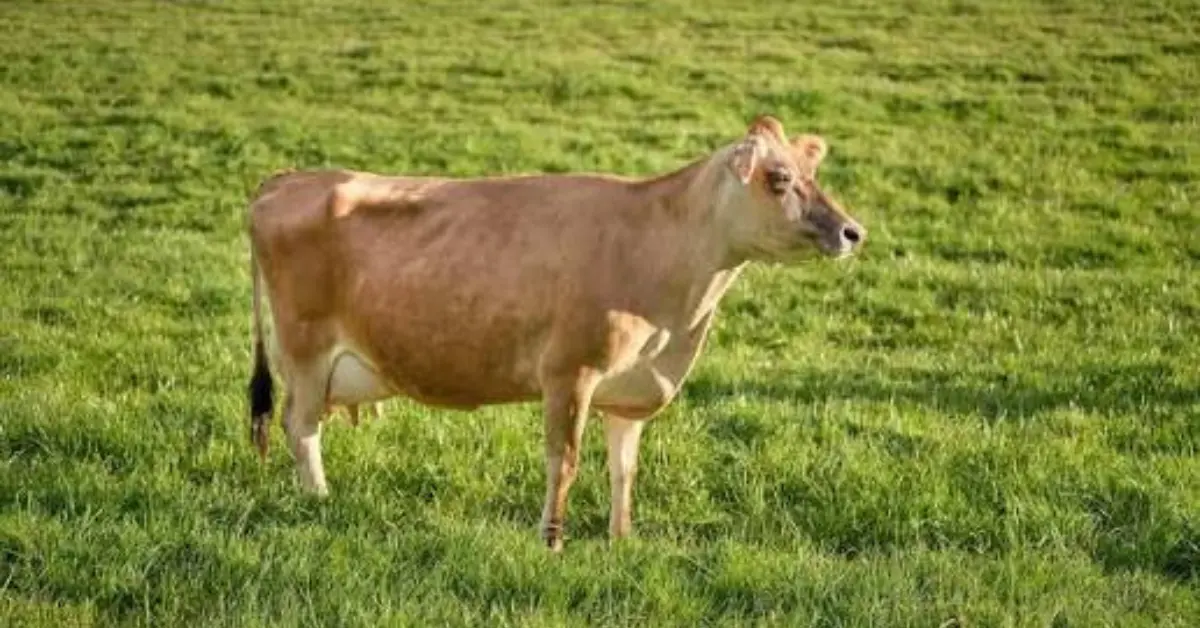 Jersey Cow: 9 Amazing Facts Every Owner Should Know