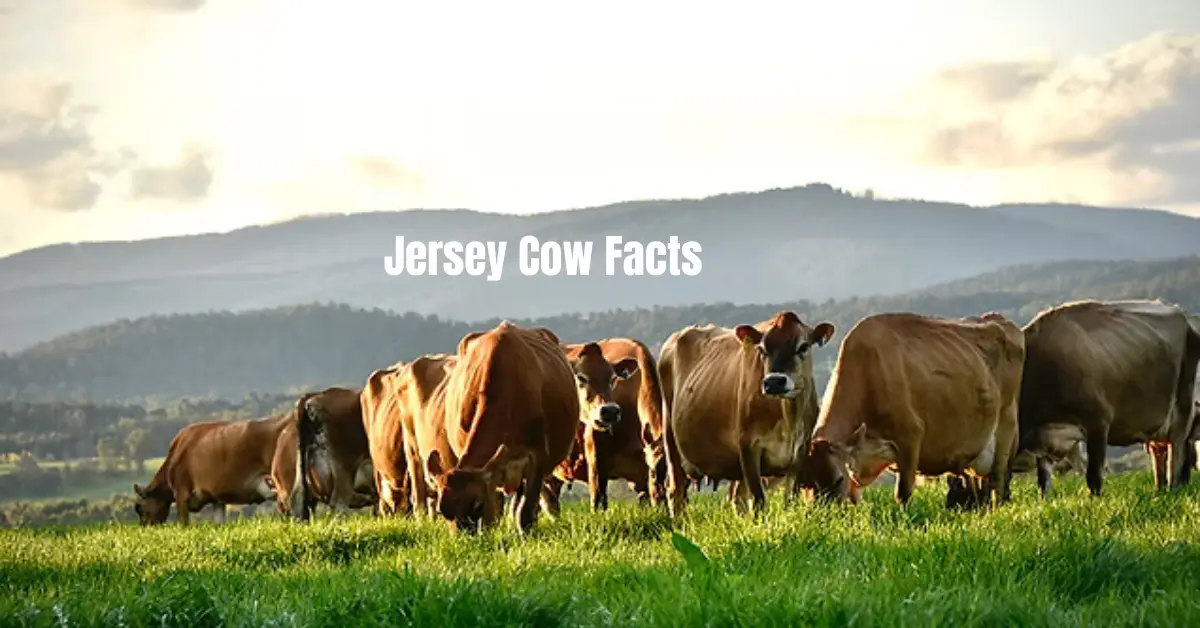 Jersey Cow Facts 15 Amazing Secrets You Must Know
