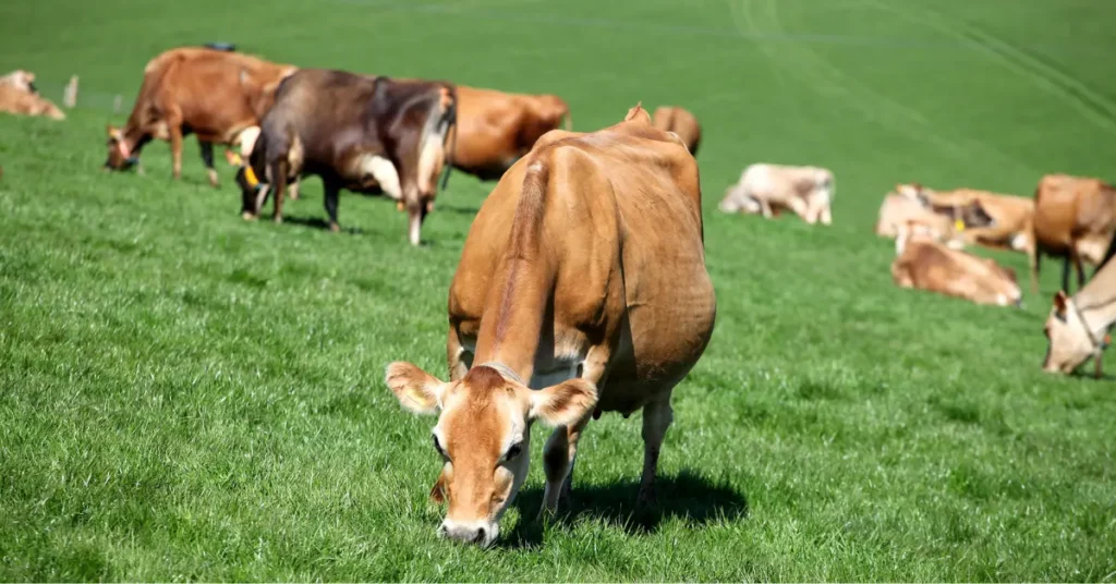 Jersey Cow Lifespan: 7 Amazing Secrets to Longer Life