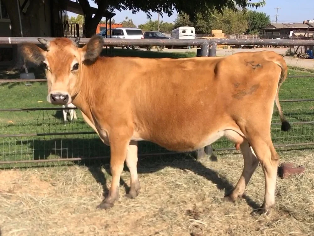 Jersey Cow Meat: Are Jersey Cows Good for Beef?